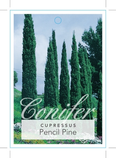 Picture of CONIFER CUPRESSUS SEMPERVIRENS STRICTA PENCIL PINE                                                                                                    