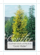 Picture of CONIFER CUPRESSOCYPARIS LEYLANDII GOLD RIDER NEW ERA                                                                                                  