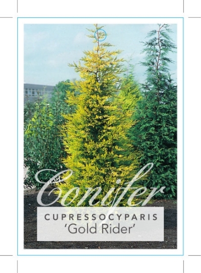 Picture of CONIFER CUPRESSOCYPARIS LEYLANDII GOLD RIDER NEW ERA                                                                                                  
