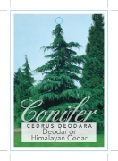 Picture of CONIFER CEDRUS DEODARA DEODAR OR HIMALAYAN CEDAR                                                                                                      