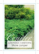 Picture of CONIFER JUNIPERUS CONFERTA SHORE JUNIPER                                                                                                              
