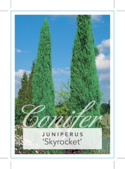 Picture of CONIFER JUNIPERUS VIRGINIANA SKYROCKET                                                                                                                