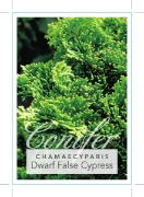 Picture of CONIFER CHAMAECYPARIS OBTUSA NANA DWARF FALSE CYPRESS                                                                                                 