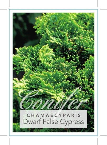 Picture of CONIFER CHAMAECYPARIS OBTUSA NANA DWARF FALSE CYPRESS                                                                                                 