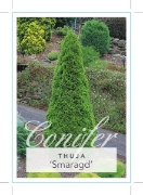 Picture of CONIFER THUJA OCCIDENTALIS SMARAGD                                                                                                                    
