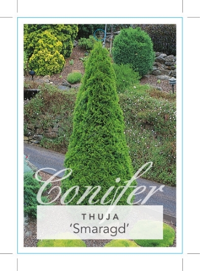 Picture of CONIFER THUJA OCCIDENTALIS SMARAGD                                                                                                                    