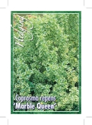 Picture of COPROSMA REPENS MARBLE QUEEN                                                                                                                          
