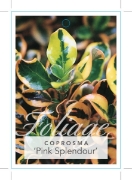 Picture of COPROSMA REPENS PINK SPLENDOUR                                                                                                                        