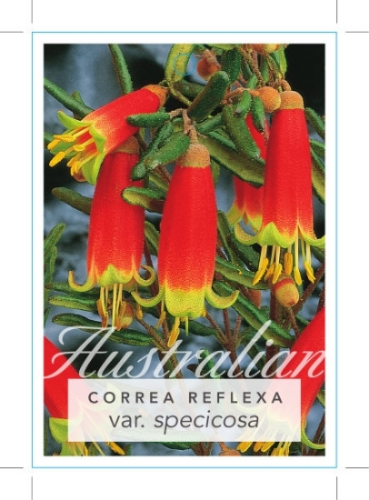 Picture of CORREA REFLEXA VAR SPECIOSA                                                                                                                           
