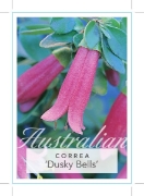 Picture of CORREA DUSKY BELLS                                                                                                                                    