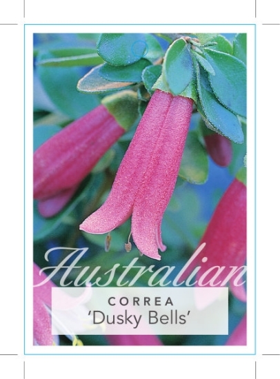 Picture of CORREA DUSKY BELLS                                                                                                                                    
