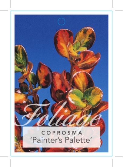 Picture of COPROSMA REPENS PAINTERS PALETTE VARIEGATED                                                                                                           