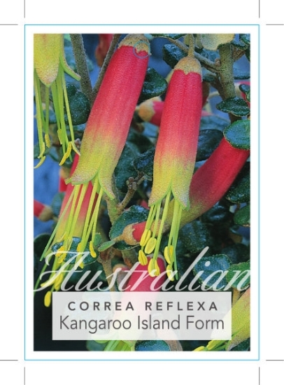 Picture of CORREA REFLEXA KANGAROO ISLAND FORM                                                                                                                   