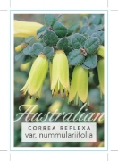 Picture of CORREA REFLEXA VAR NUMMULARIIFOLIA                                                                                                                    