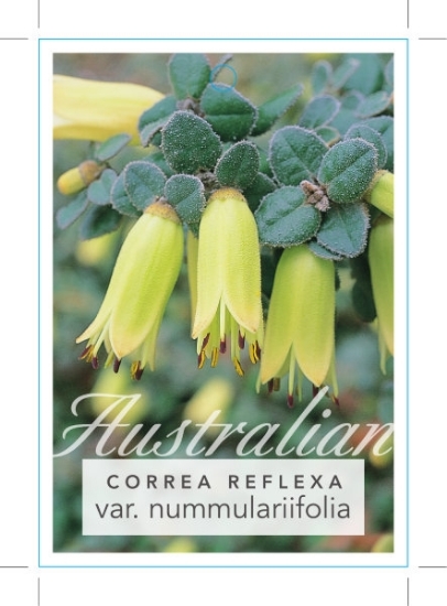 Picture of CORREA REFLEXA VAR NUMMULARIIFOLIA                                                                                                                    