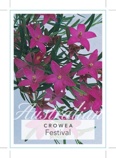 Picture of CROWEA FESTIVAL                                                                                                                                       