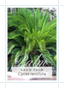 Picture of HOUSEPLANT CYCAS REVOLUTA SAGO PALM                                                                                                                   