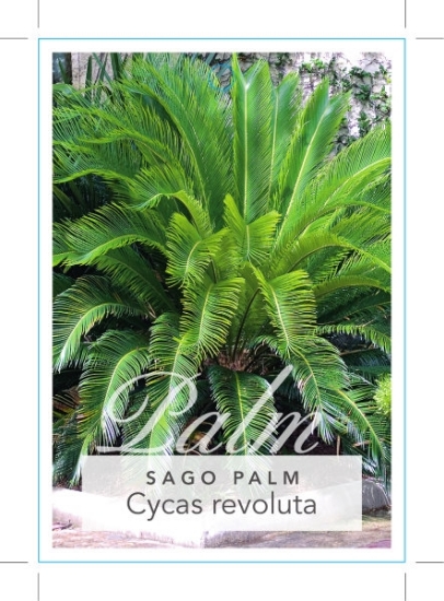 Picture of HOUSEPLANT CYCAS REVOLUTA SAGO PALM                                                                                                                   