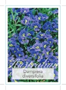 Picture of DAMPIERA DIVERSIFOLIA                                                                                                                                 