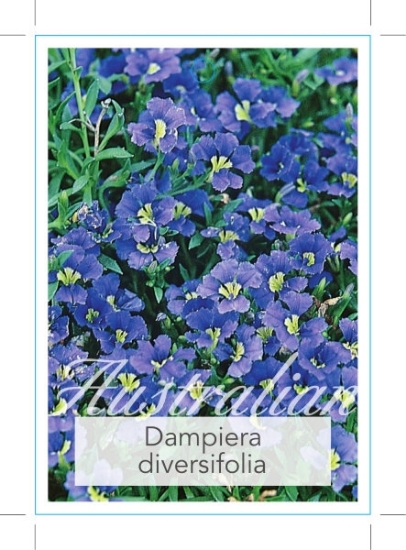 Picture of DAMPIERA DIVERSIFOLIA                                                                                                                                 