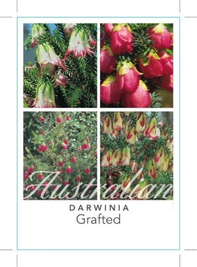 Picture of DARWINIA GRAFTED                                                                                                                                      