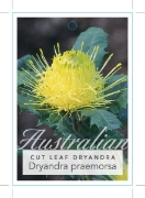 Picture of DRYANDRA PRAEMORSA CUT LEAF                                                                                                                           