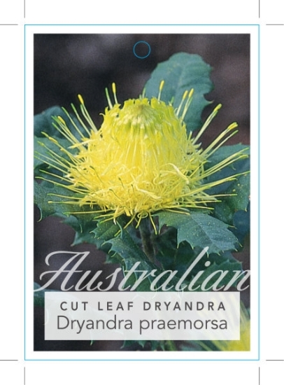 Picture of DRYANDRA PRAEMORSA CUT LEAF                                                                                                                           