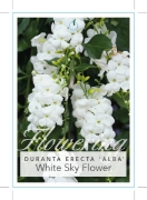 Picture of DURANTA ERECTA ALBA WHITE SKYFLOWER                                                                                                                   