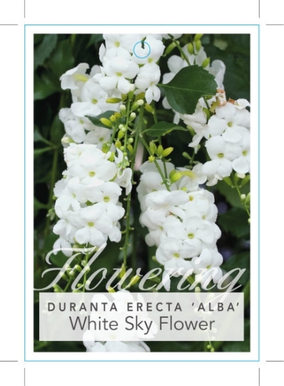 Picture of DURANTA ERECTA ALBA WHITE SKYFLOWER                                                                                                                   