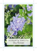 Picture of DURANTA ERECTA SKYFLOWER                                                                                                                              