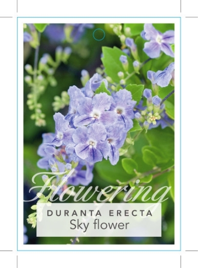 Picture of DURANTA ERECTA SKYFLOWER                                                                                                                              