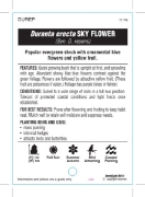 Picture of DURANTA ERECTA SKYFLOWER                                                                                                                              
