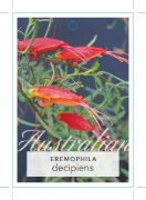 Picture of EREMOPHILA DECIPIENS SLENDER FUCHSIA                                                                                                                  
