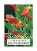 Picture of EREMOPHILA MACULATA SPOTTED                                                                                                                           
