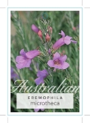 Picture of EREMOPHILA MICROTHECA                                                                                                                                 