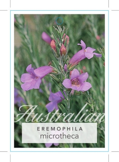 Picture of EREMOPHILA MICROTHECA                                                                                                                                 
