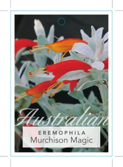 Picture of EREMOPHILA GLABRA MURCHISON MAGIC                                                                                                                     