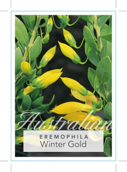 Picture of EREMOPHILA MACULATA WINTER GOLD                                                                                                                       