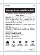 Picture of EREMOPHILA MACULATA WINTER GOLD                                                                                                                       