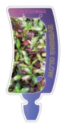 Picture of COPROSMA EVENING GLOW                                                                                                                                 