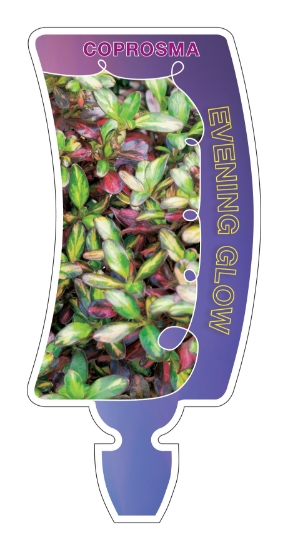 Picture of COPROSMA EVENING GLOW                                                                                                                                 