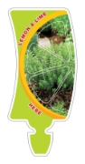 Picture of HEBE LEMON AND LIME                                                                                                                                   