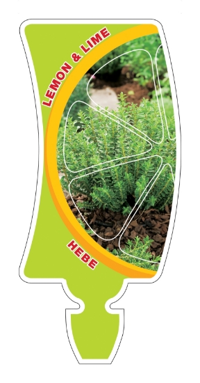 Picture of HEBE LEMON AND LIME                                                                                                                                   