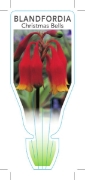 Picture of BLANDFORDIA CHRISTMAS BELLS                                                                                                                           