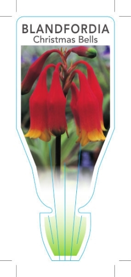 Picture of BLANDFORDIA CHRISTMAS BELLS                                                                                                                           
