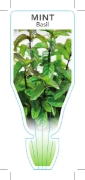 Picture of HERB MINT BASIL (Mentha Sp.)                                                                                                                          