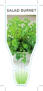 Picture of HERB SALAD BURNET (Sanguisorba minor)                                                                                                                 