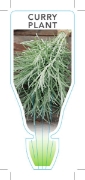 Picture of HERB CURRY PLANT (Helichrysum italicum)                                                                                                               