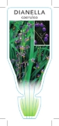 Picture of DIANELLA CAERULEA FLAX LILY                                                                                                                           