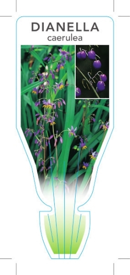 Picture of DIANELLA CAERULEA FLAX LILY                                                                                                                           